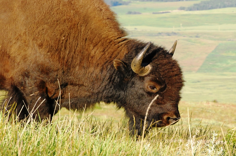 Buffalo