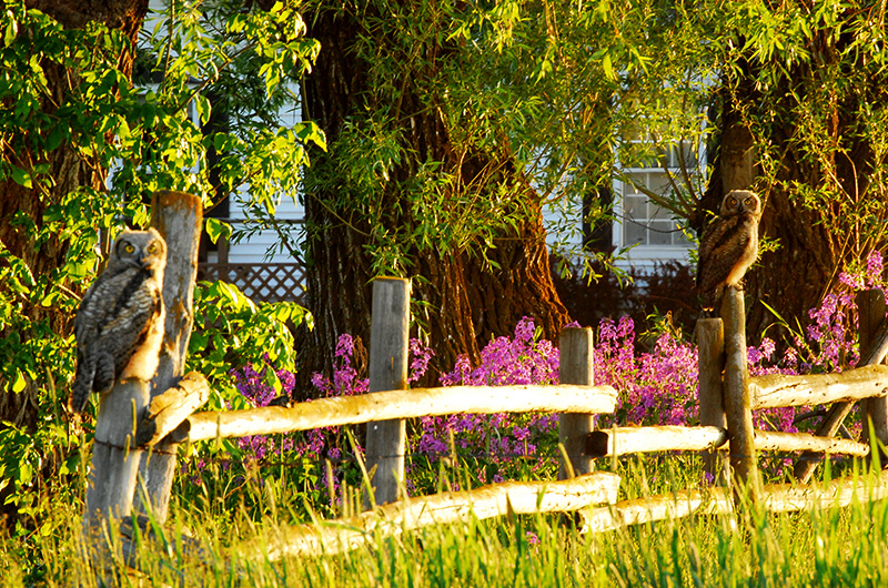 Owls on Fence