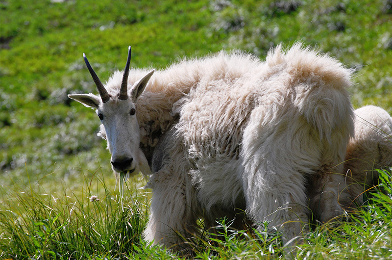 Mountain Goat